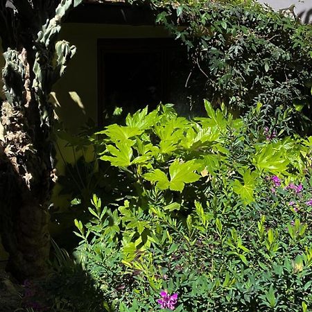 Loquat House Nel Giardino Segreto In Zona Vaticano 罗马 外观 照片